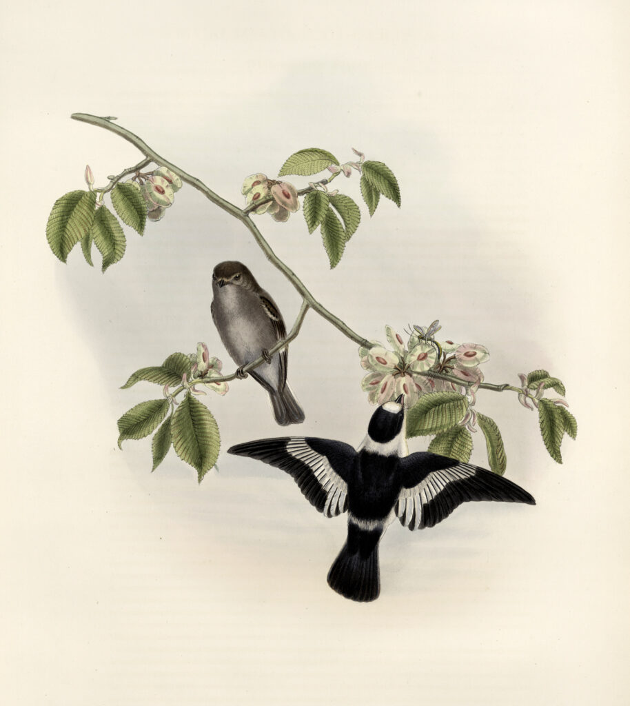 vintage black bird branch flowers image