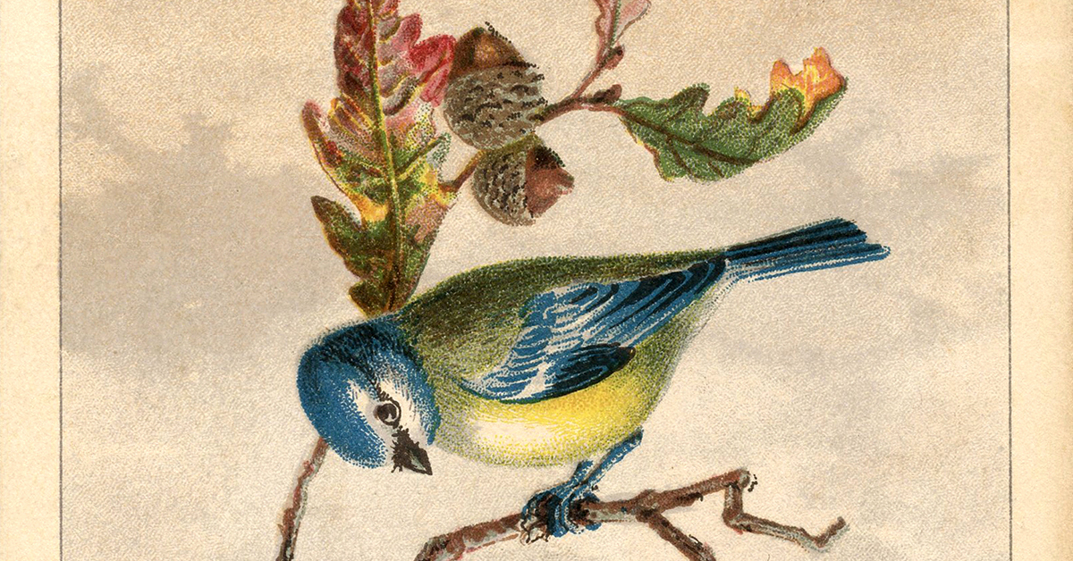 Digital Stamp Design: Digital Bird Artwork Pencil Drawing Birds Perched  Tree Branch Illustration