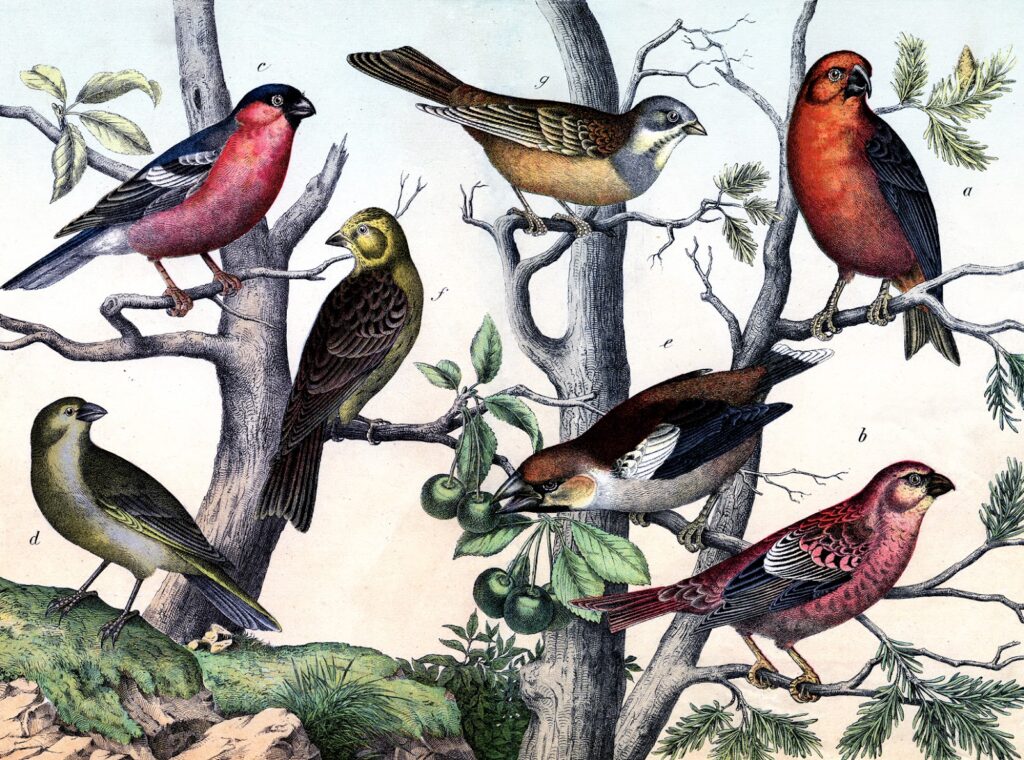 vintage assorted colorful birds tree berries image