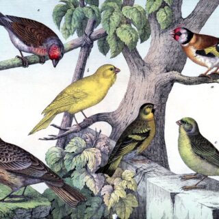 vintage assorted colorful birds fence tree image