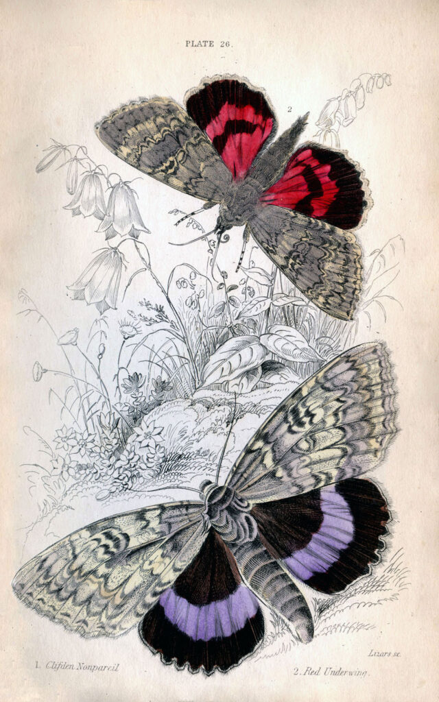vintage natural history print red purple butterflies