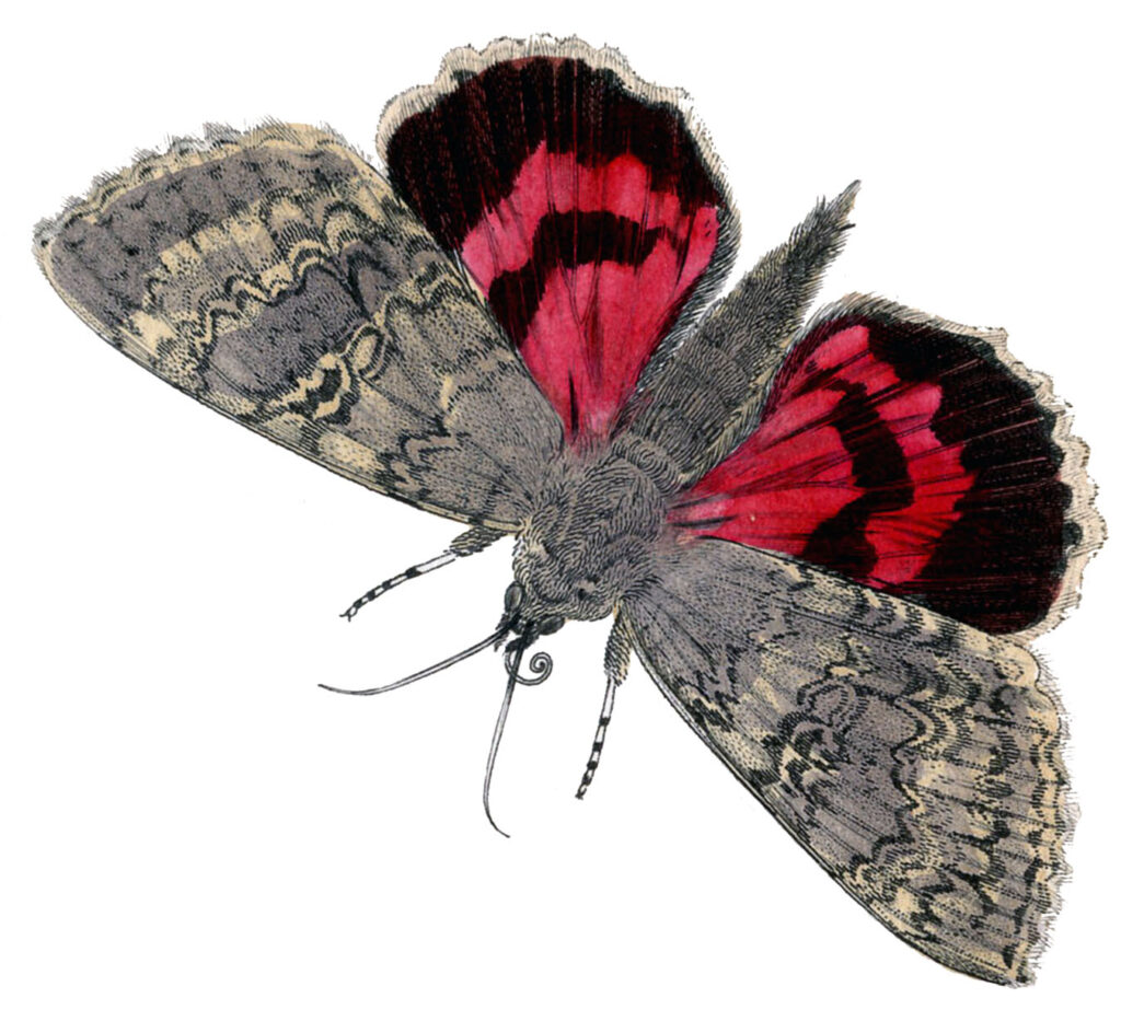 red black gray butterfly moth image