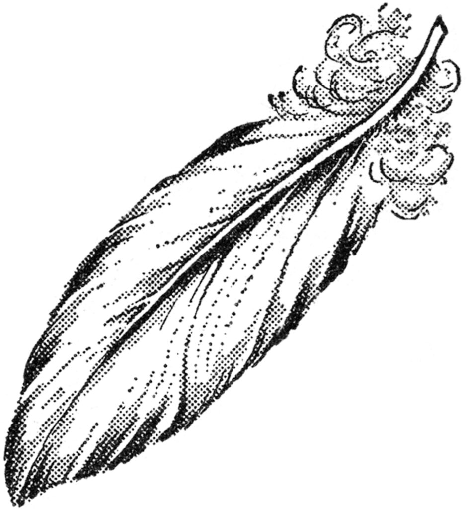black white long feather clip art