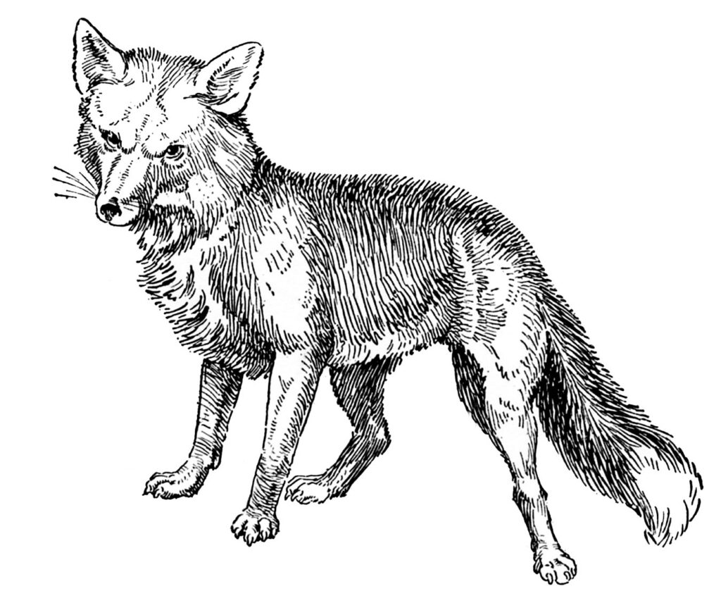 vintage black white fox drawing 