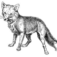 vintage black white fox standing illustration