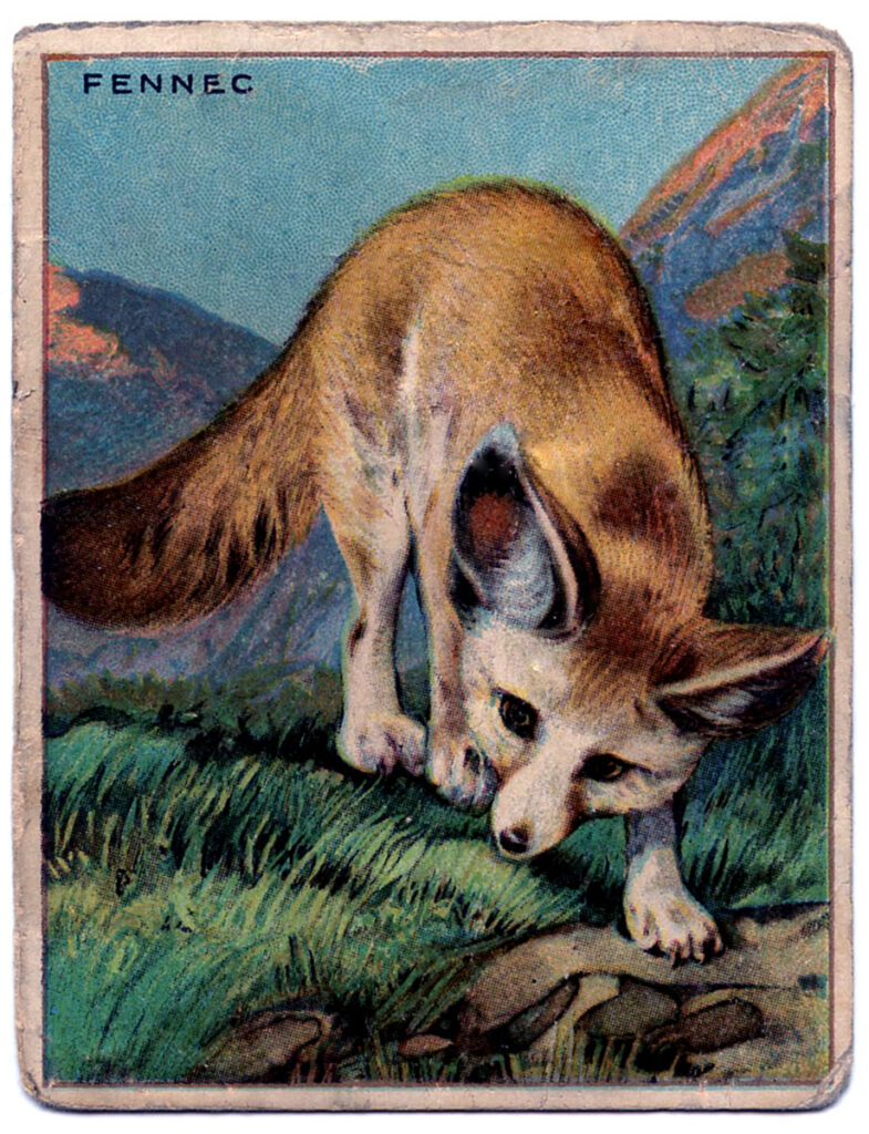 vintage card fox grass mountains image