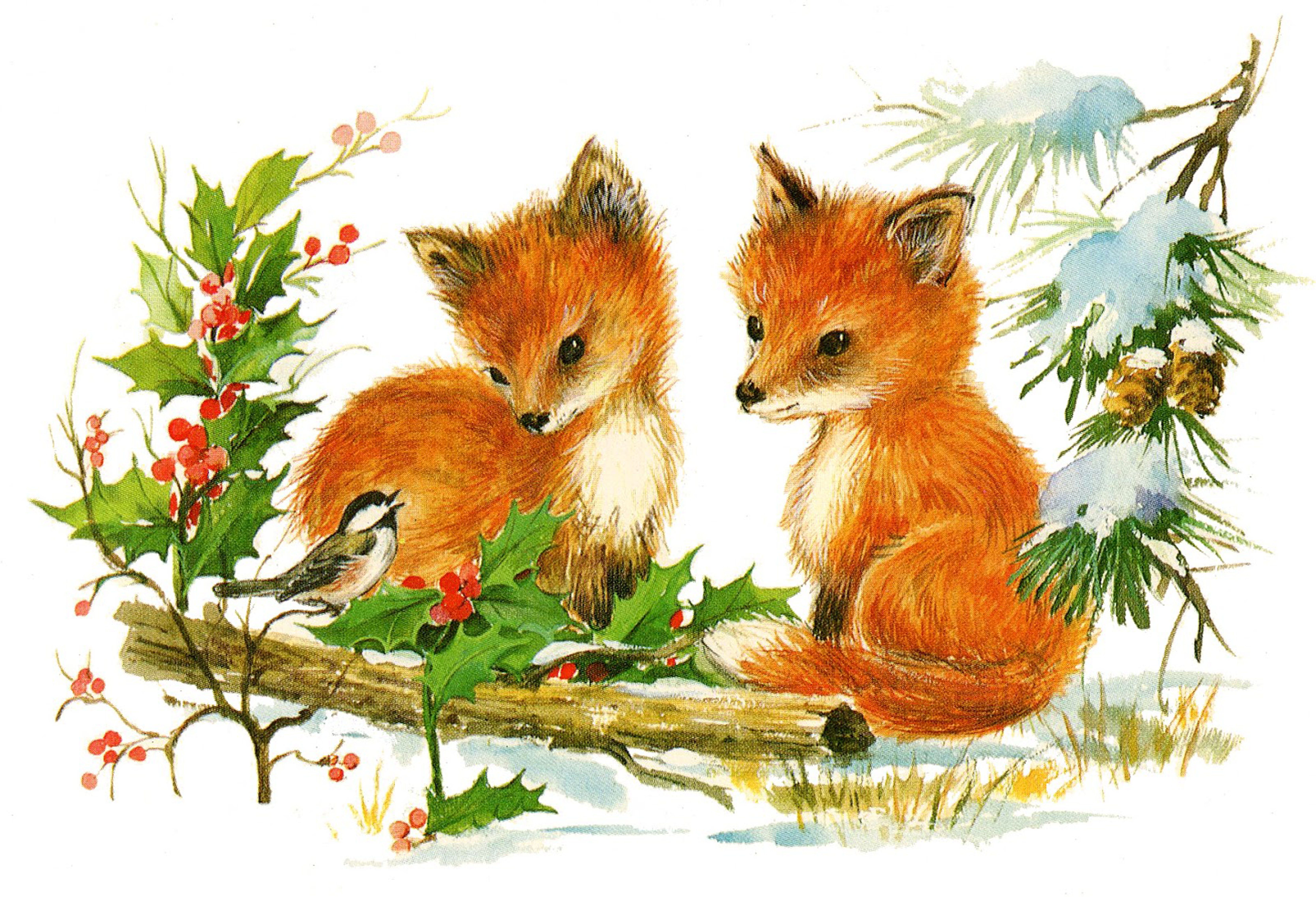 red fox illustration vintage