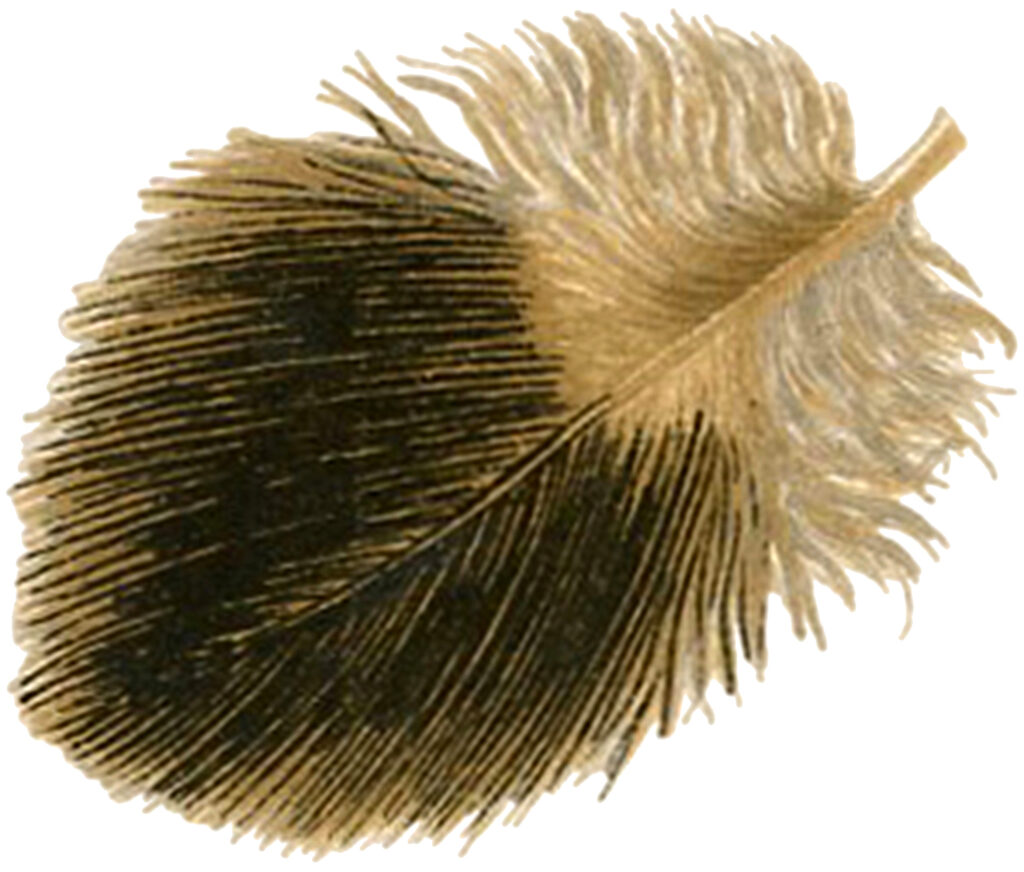 tan brown feather image
