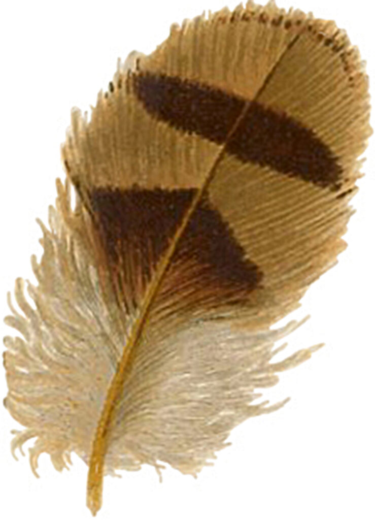 vintage tan brown stripe feather image