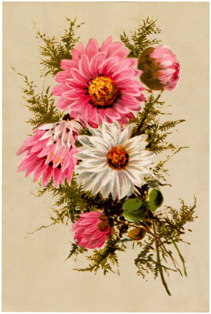 vintage pink white daisy flower image
