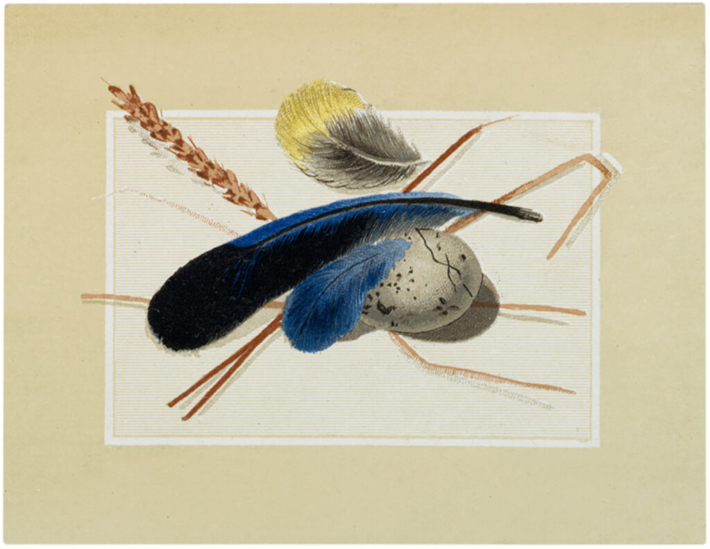 blue yellow feathers egg wheat stem image
