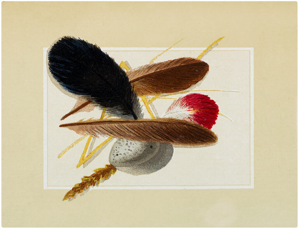 vintage natural history eggs feathers wheat image