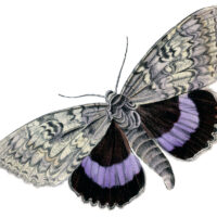 purple black gray butterfly moth image