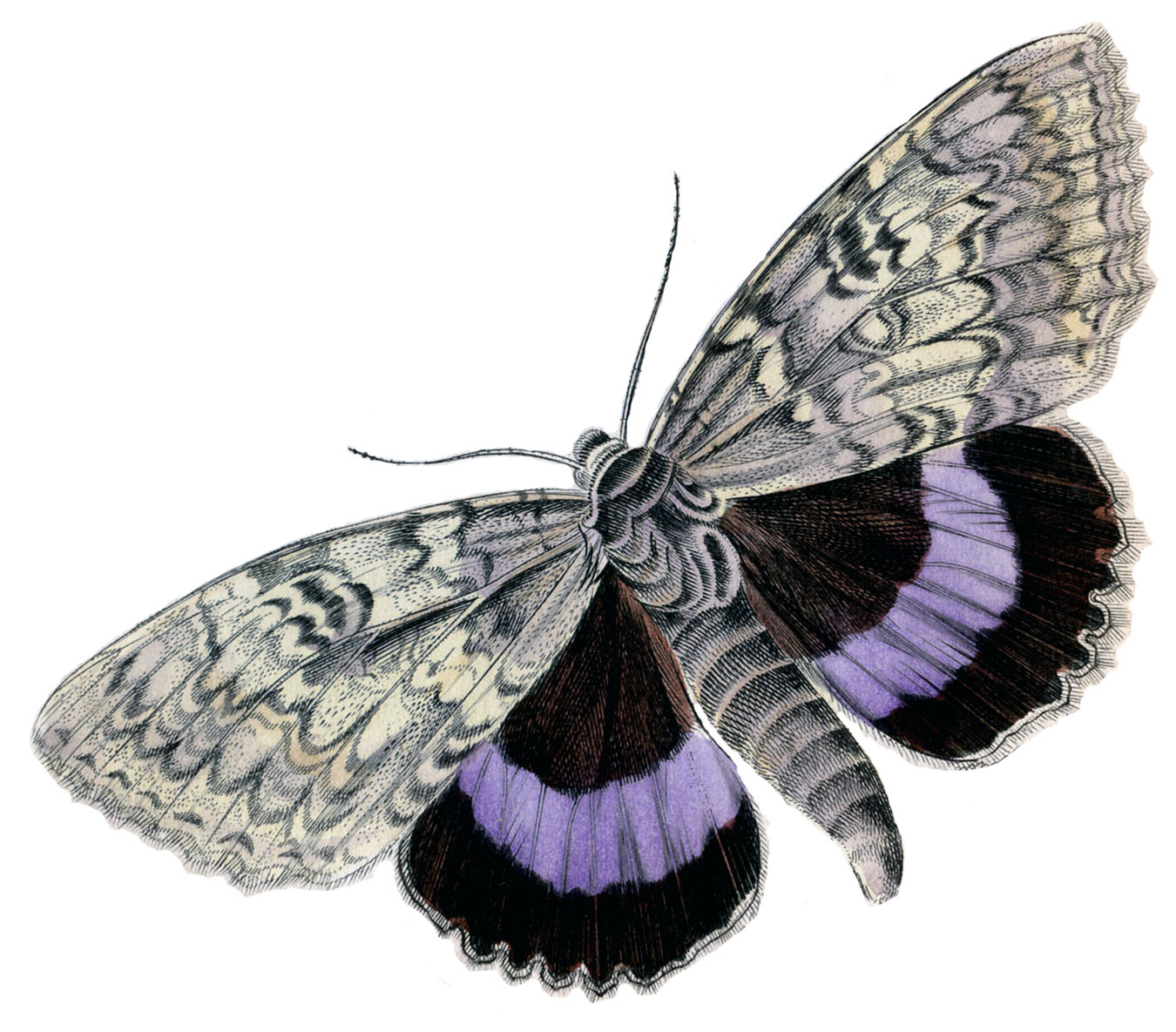 purple black gray moth image