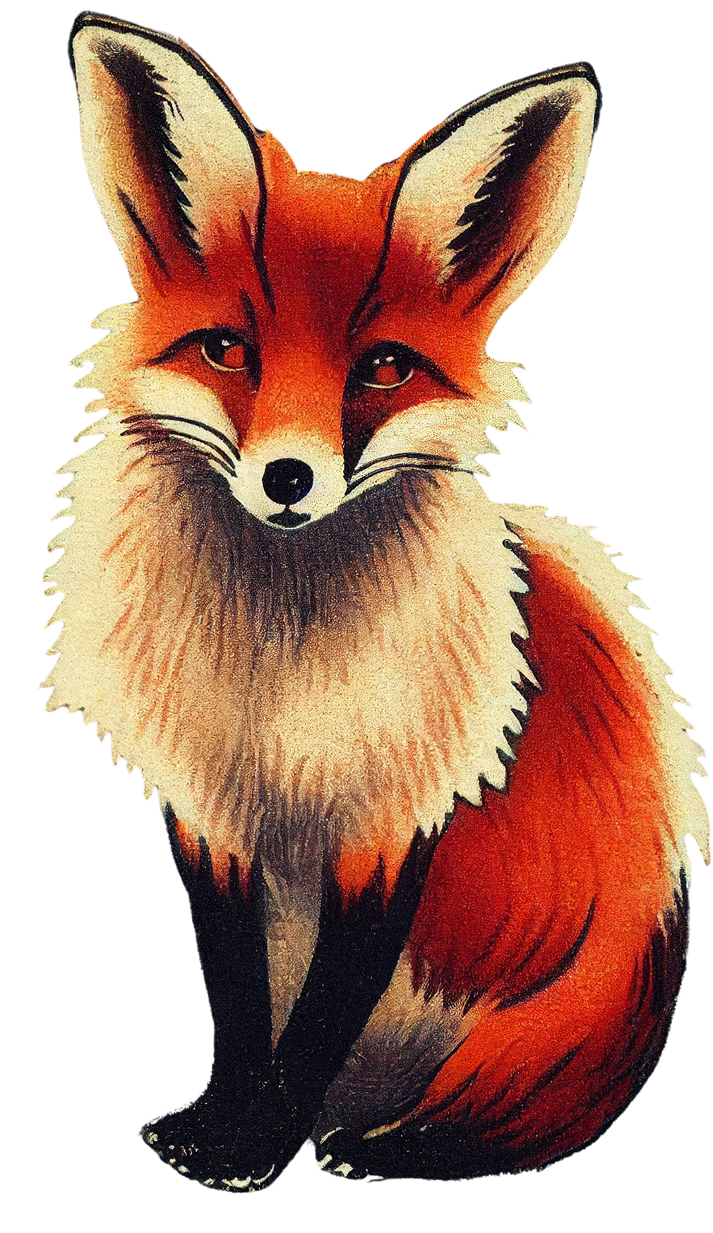 beautiful fox drawing