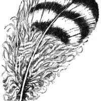 vintage striped feather clipart image