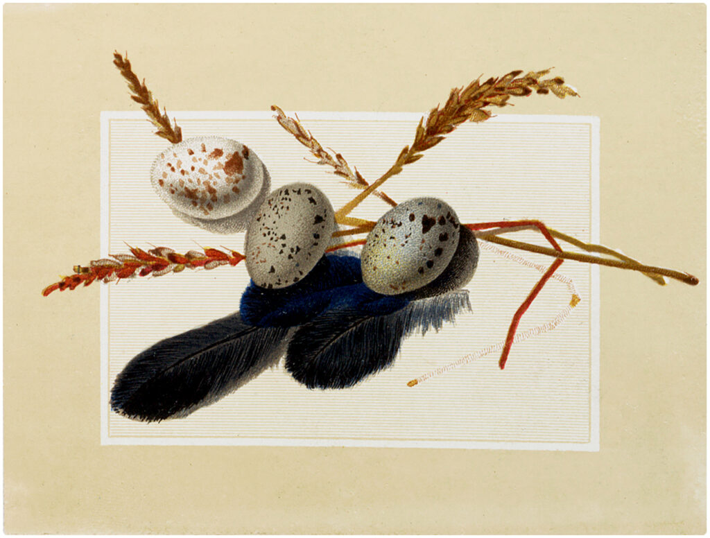 vintage natural history eggs wheat feathers image