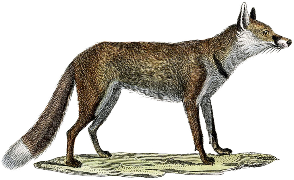 antique engraving brown fox standing clipart