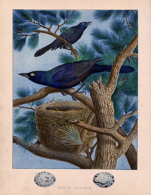 vintage black grackle birds nest pine tree image