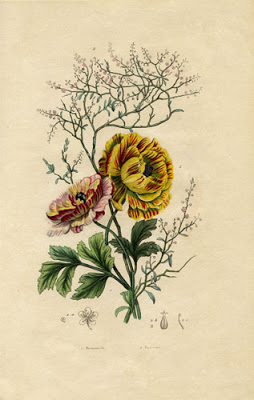 vintage pink yellow carnation botanical print image