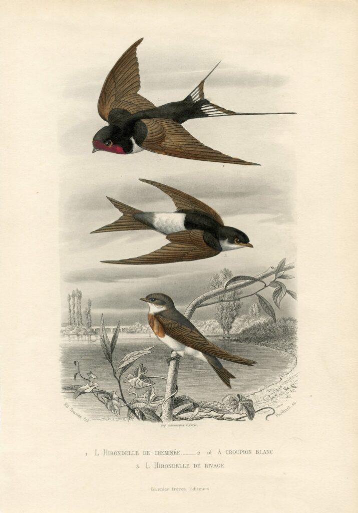 vintage brown black white swallows natural history image