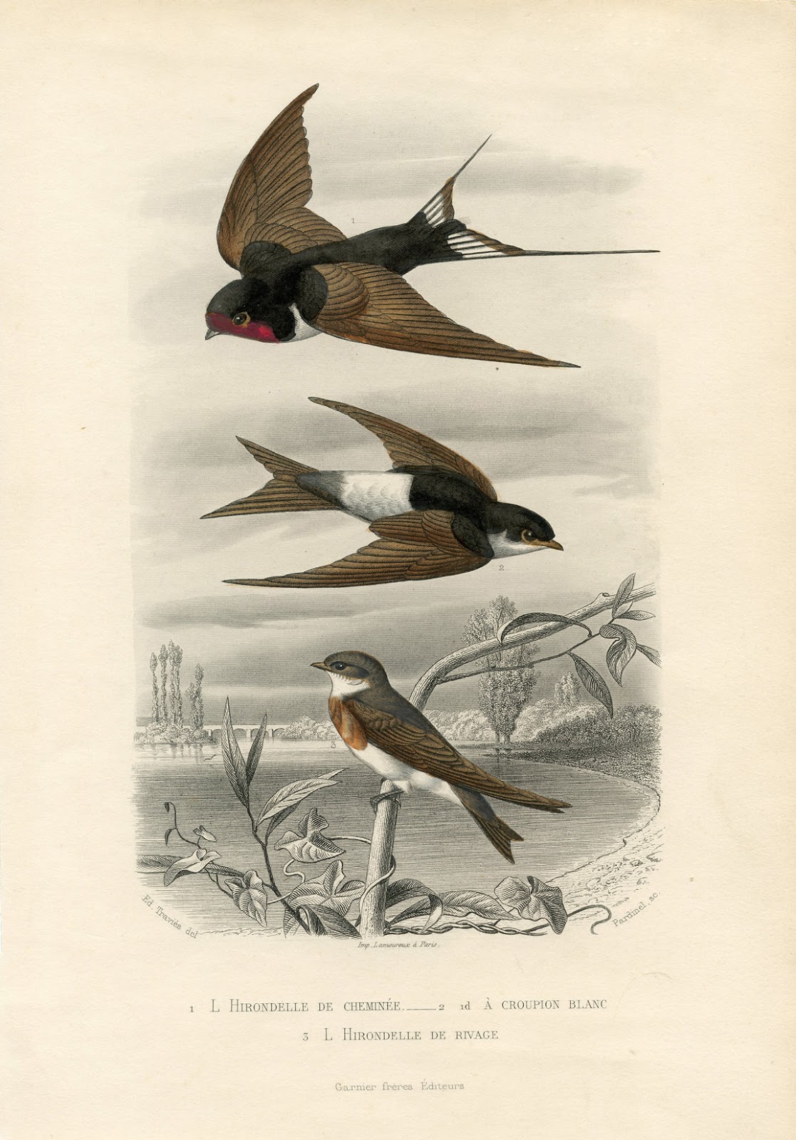 French Swallow Bird Print