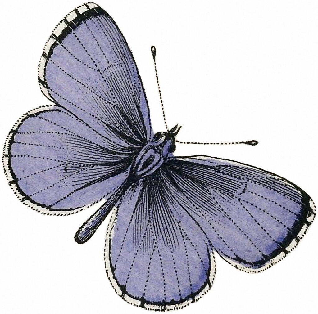 purple vintage butterfly image