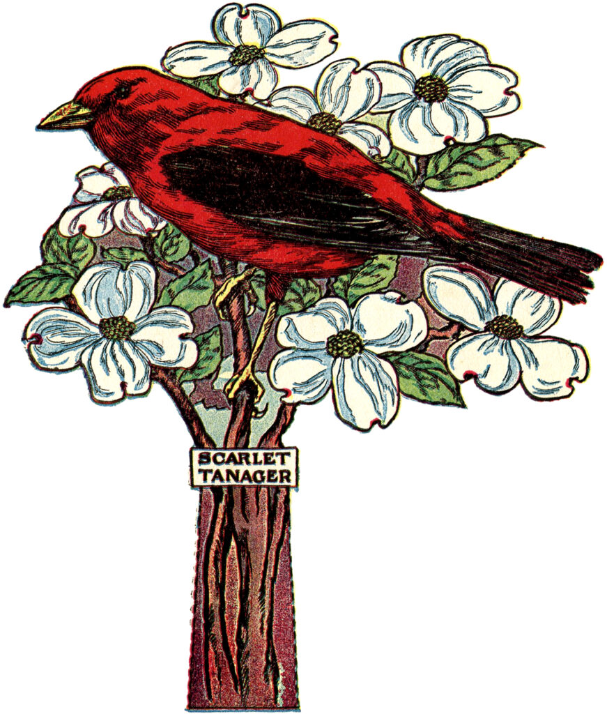 Scarlet Tanager on dogwood blooms clipart 