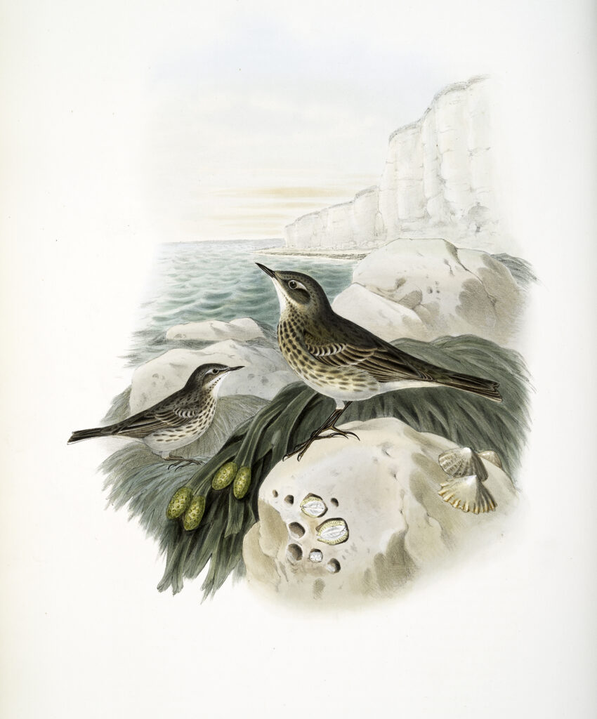 vintage seaside birds kelp cliffs image