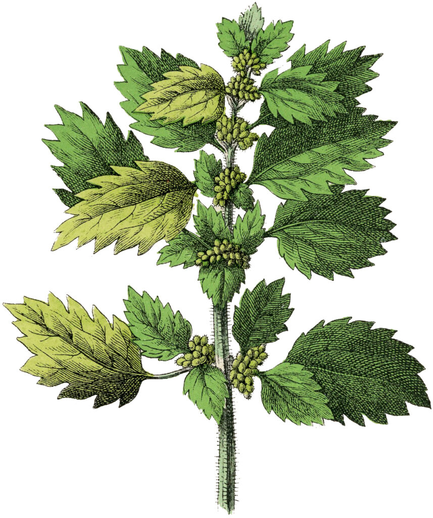 Vintage Nettle Herb Image