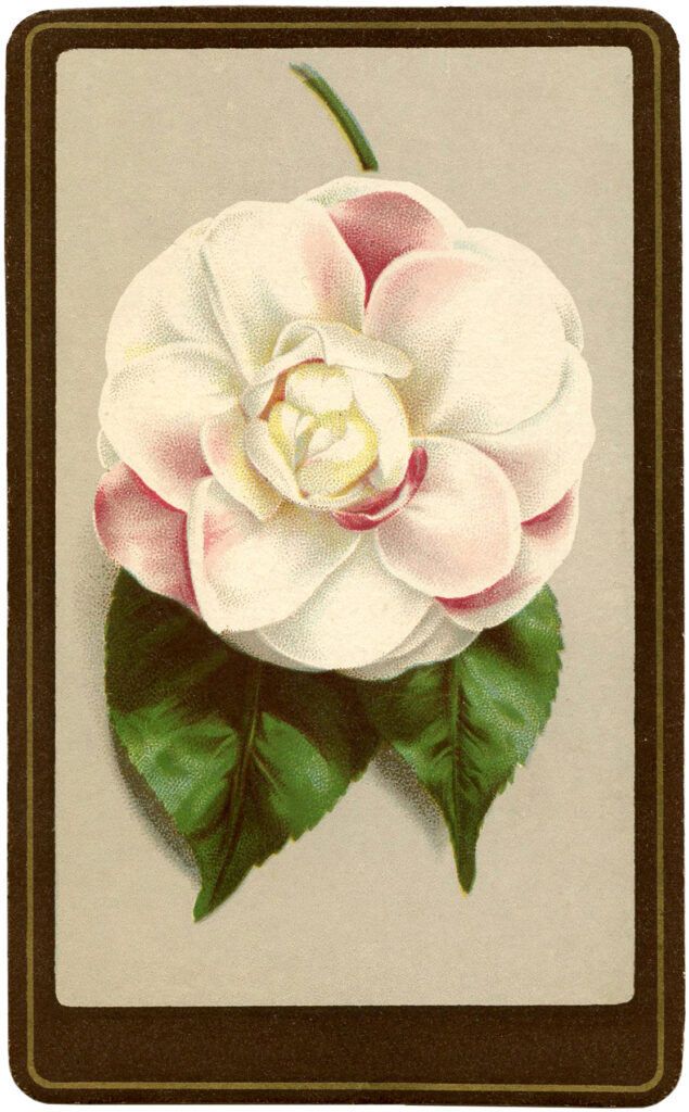 Vintage Camellia Flower Image