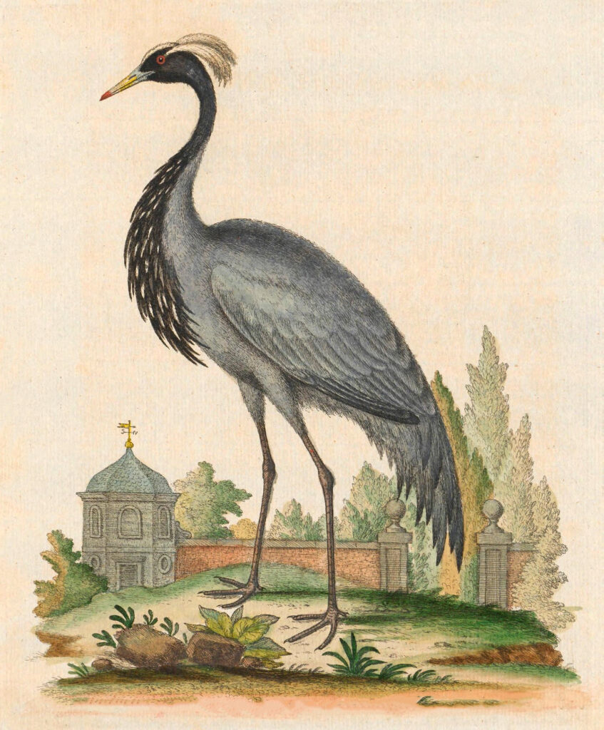Crane Bird Image