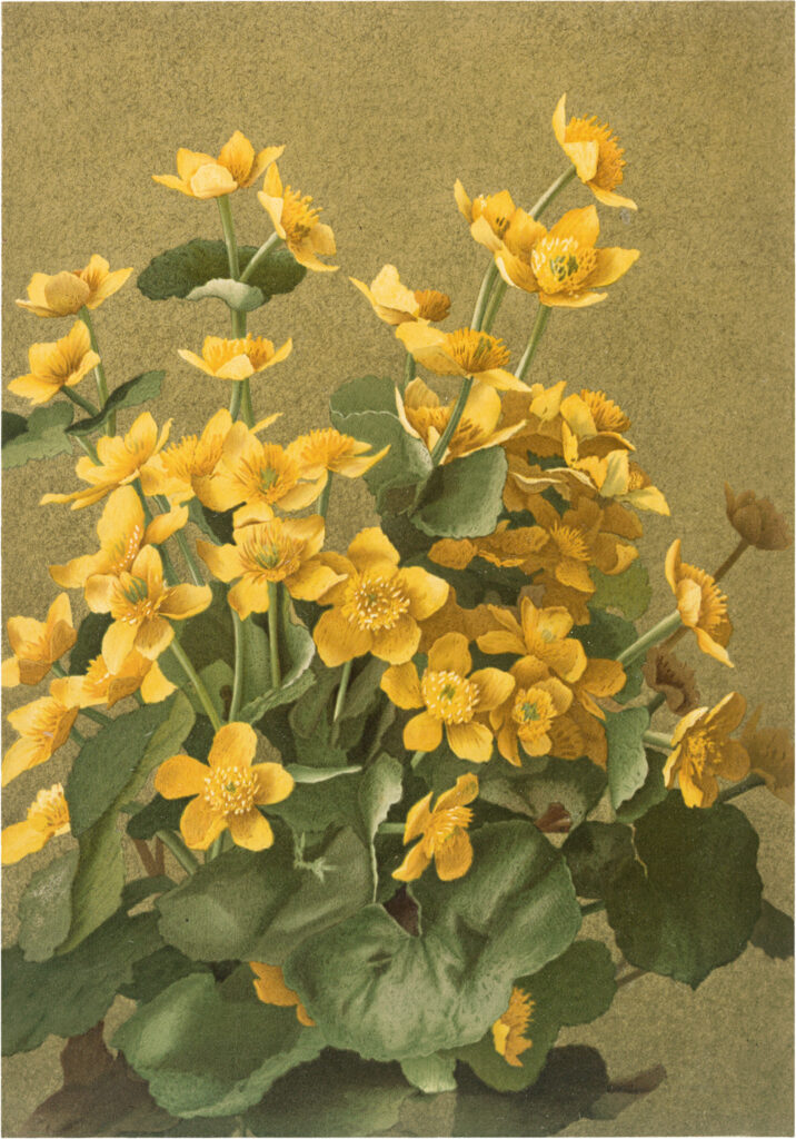 Vintage Yellow Flowers Printable Image
