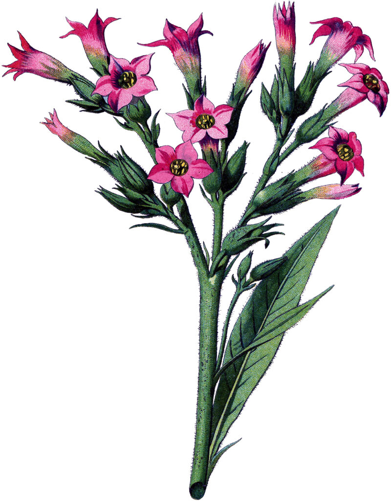 Pink Botanical Clipart