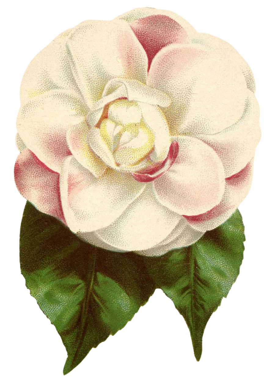 Pink Flower Clipart Camellia