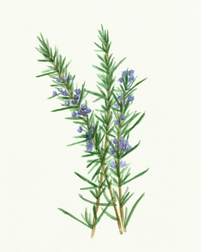 Watercolor Rosemary Printable Image