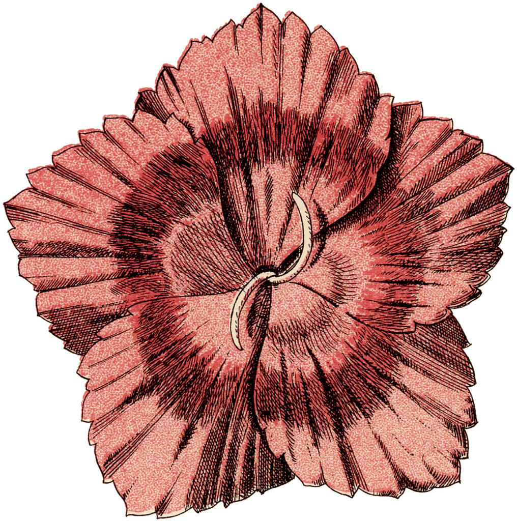 Sweet William Pink Flower Clipart