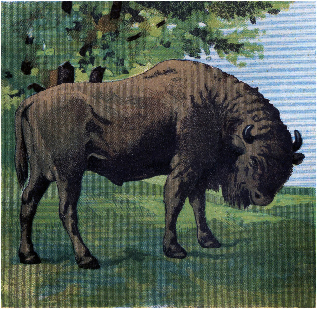 Vintage Buffalo Image