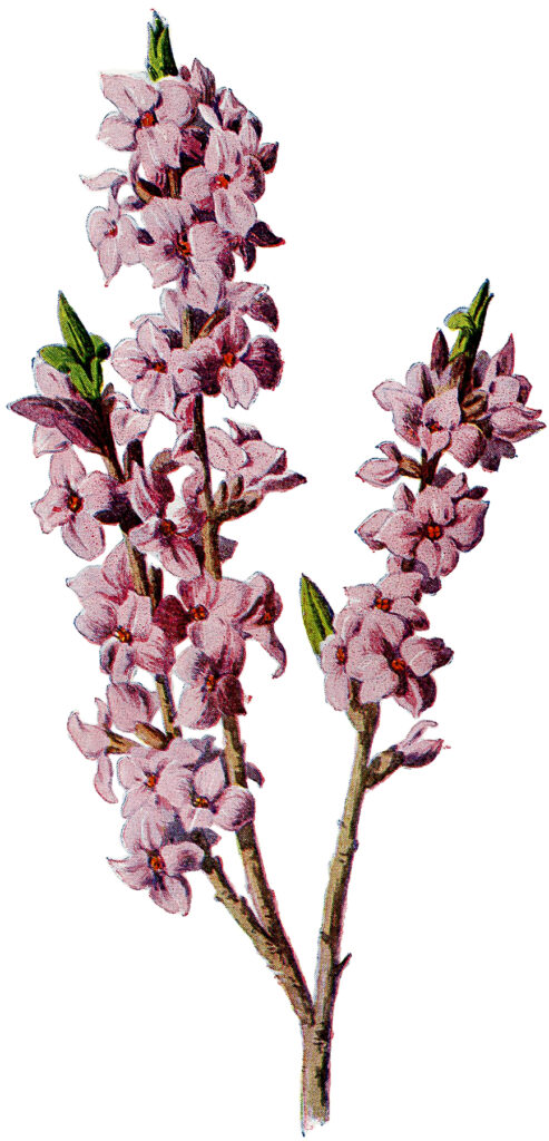 Pink vintage flowering branch clipart