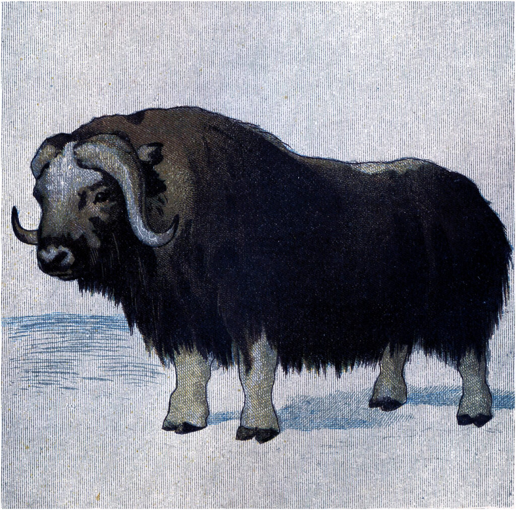 Vintage Musk Ox Image