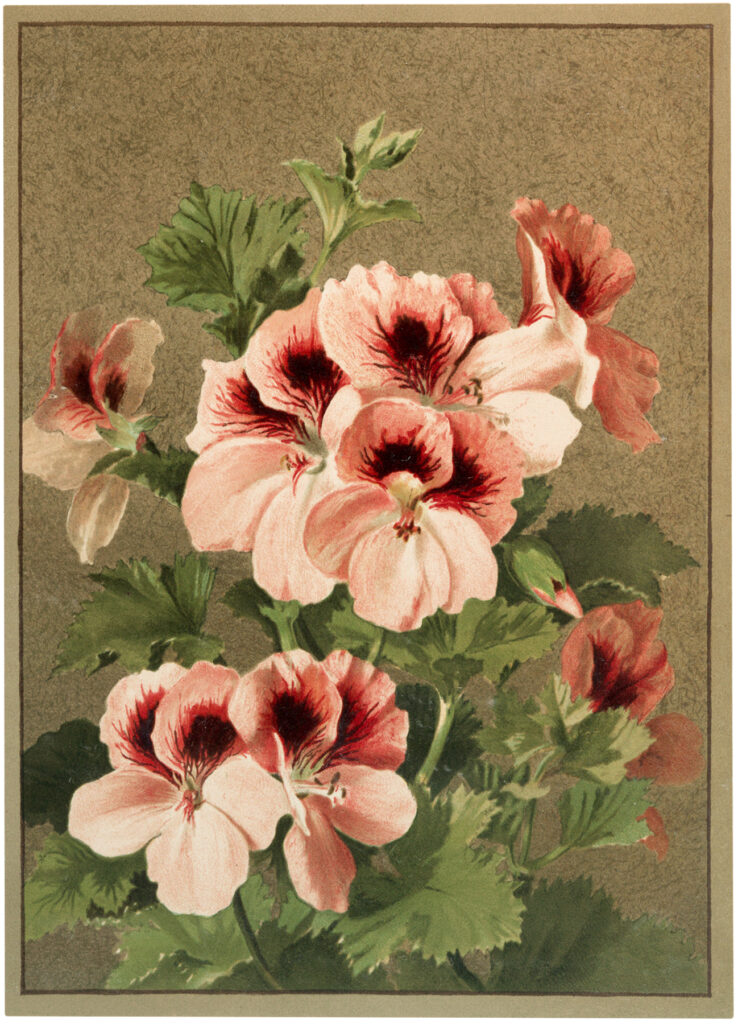 Vintage pink flowers card