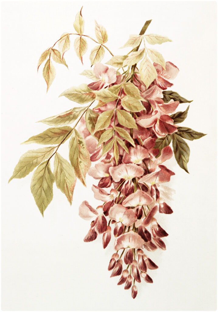 vintage pink wisteria image