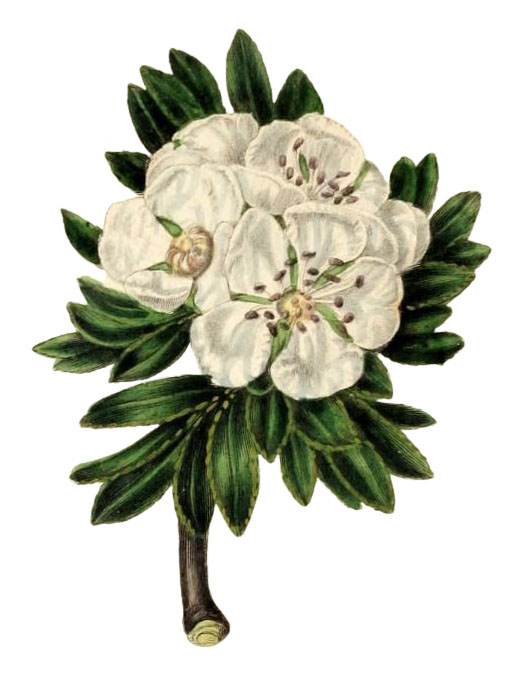 White flower Clipart Hawthorn