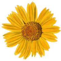 Yellow Flower Clipart Sunflower