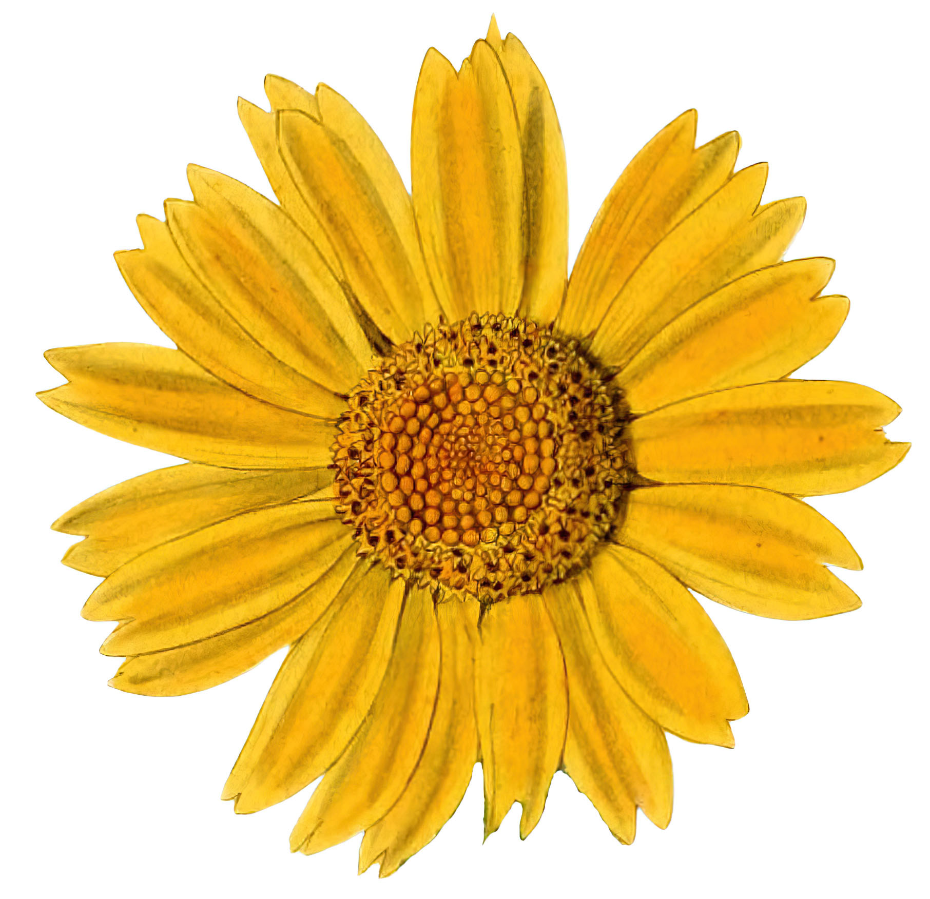 yellow daisy clipart