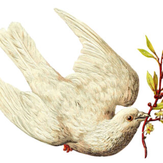 Clipart of a dove