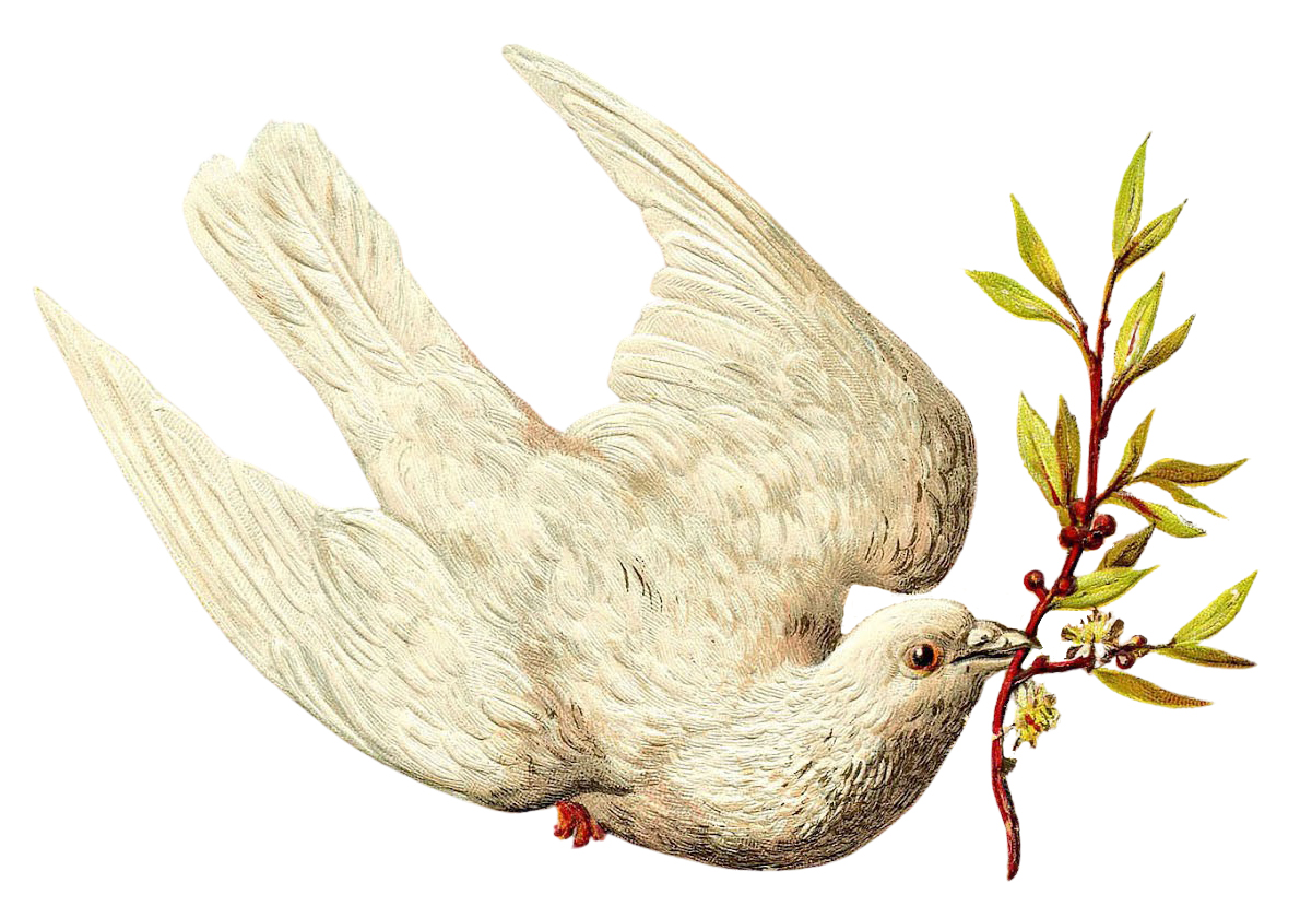 Clipart of a dove