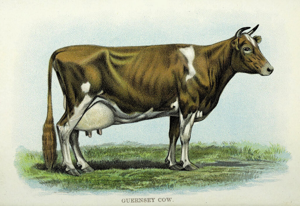 Guernsey Cow Illustration