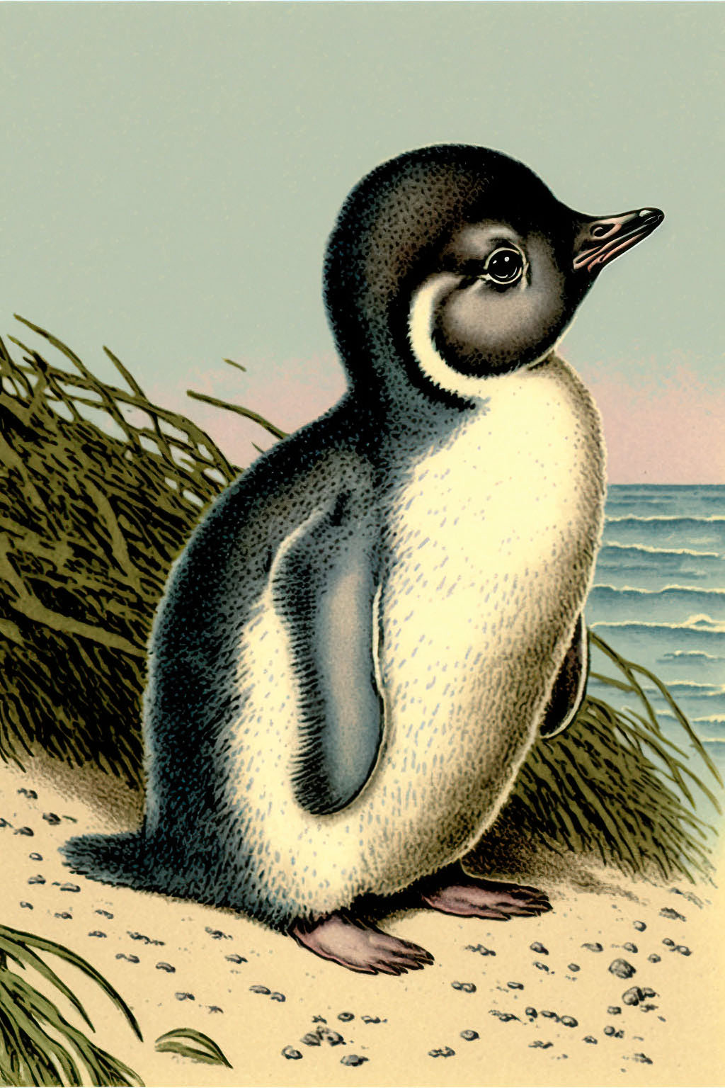 Baby Penguin Clipart