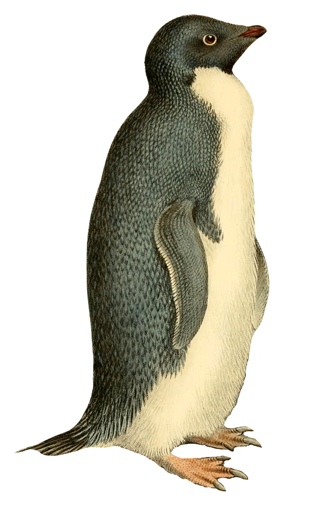 Color Penguin Clipart